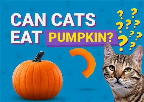Ehetnek a macskák sütőtököt (nyers, konzerv, magvak & Továbbiak)? Tények & GYIK