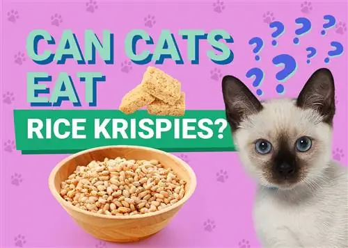 Ali lahko mačke jedo rižev krispies? Veterinarski pregled dejstev & Pogosta vprašanja