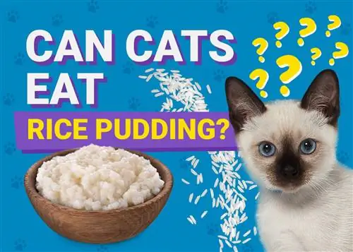 Kan katter spise rispudding? (Veterinær vurdert ernæringsfakta)