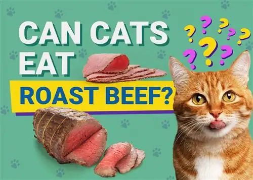 Mohou kočky jíst pečené hovězí? Fakta o výživě zkontrolovaná veterinářem