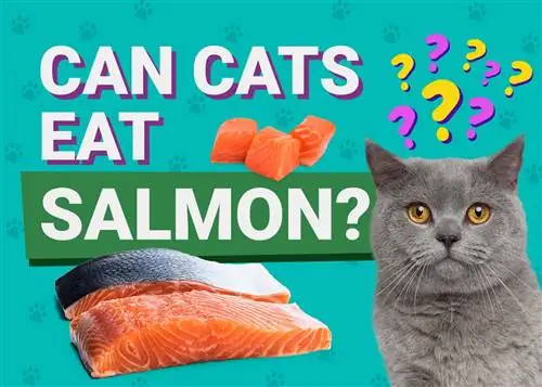 Môžu mačky jesť lososa? Fakty o strave pre mačky schválené veterinárom