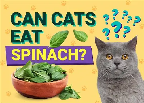 Cov miv puas tuaj yeem noj spinach? Vet Reviewed Nutrition Facts