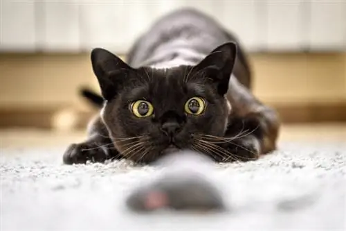 Муур яагаад харайдаг вэ? Муурны зан үйлийг тайлбарлав