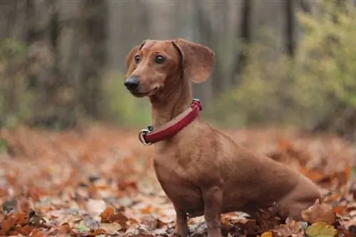 Como treinar um Dachshund com o penico (11 dicas eficazes)