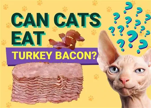 Voivatko kissat syödä kalkkunan pekonia? Eläinlääkärin hyväksymä terveys & Turvallisuusopas