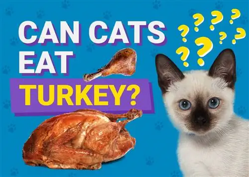 Els gats poden menjar gall dindi? Dades nutricionals revisades pel veterinari