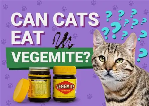 Voivatko kissat syödä vegemiteä? Eläinlääkärin tarkistama fakta & FAQ