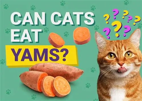 შეუძლიათ თუ არა კატებს იამის ჭამა? ვეტერინარის განხილული ფაქტები & FAQ