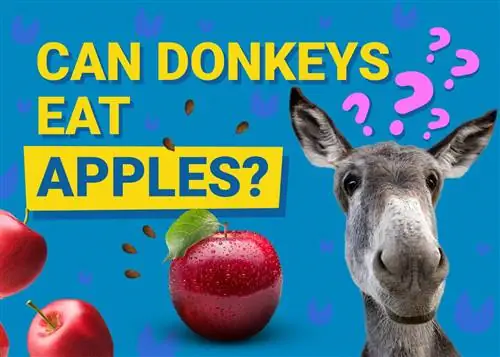 Kan donkies appels eet? Is hulle goed vir hulle?