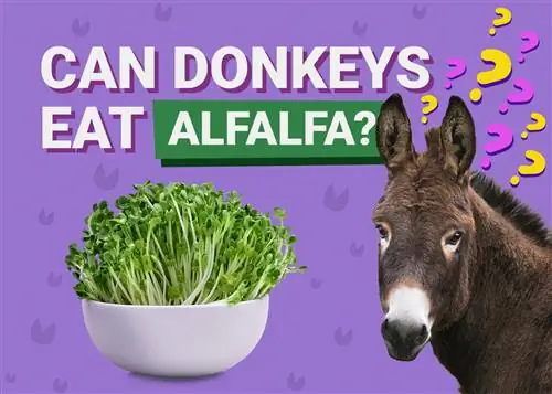 Kunnen ezels alfalfa eten? (Feiten & veelgestelde vragen)