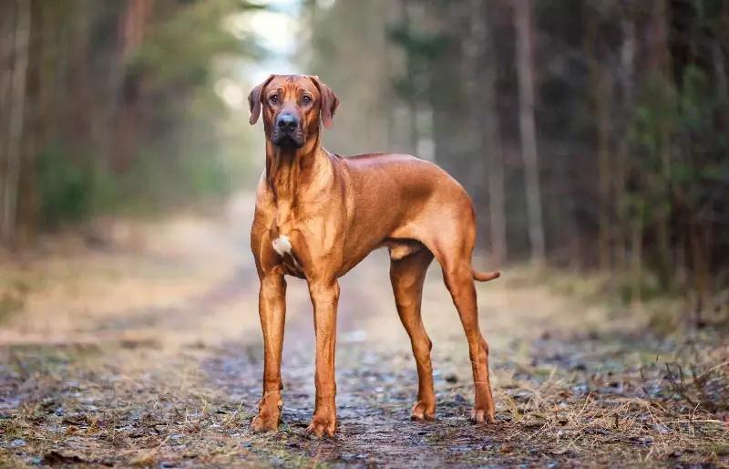 Rhodesian Ridgebacks aruncă mai mult decât alți câini? Ghid revizuit de veterinar & Sfaturi de îngrijire