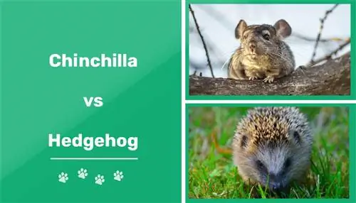 Chinchilla vs Hedgehog: Diferențe vizuale & Prezentare generală