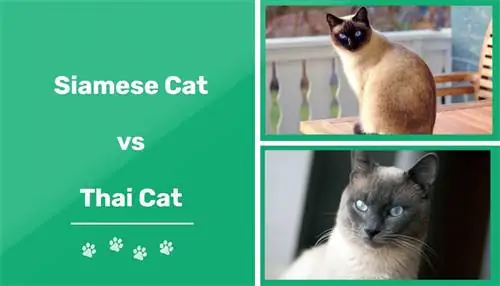 Siamese vs. Thaise kat: visuele verskille & Oorsig