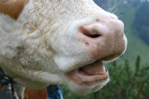 Les vaches ont-elles les meilleures dents ? Faits & FAQ