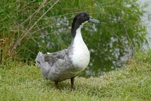 ছবি