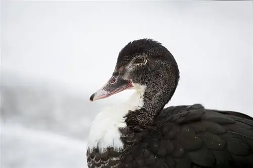 4 razas de patos grises (con imágenes)