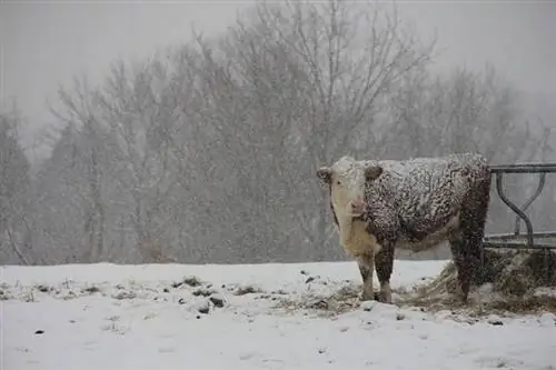 როგორ დგანან ძროხები თბილად ზამთრის ცივ ამინდში? ფაქტები & FAQ