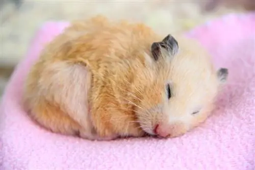 Hamsterler Vahşi Doğada ve Evcil Hayvan Olarak Kış uykusuna yatar mı? Gerçekler & SSS