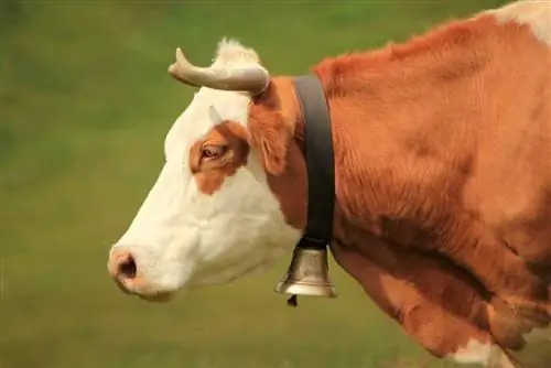 Prečo kravy nosia zvonce? Fakty & FAQ