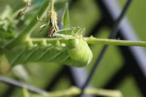 Kunnen luipaardgekko's hoornwormen eten? Door dierenartsen beoordeelde feiten & Veelgestelde vragen