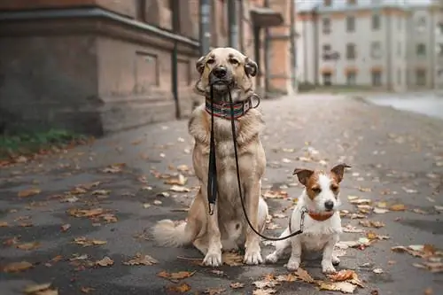 Vad händer om jag inte tar med min hund på en promenad? (Veterinär svar)