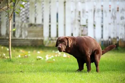 ¿Por qué mi perro camina y hace caca? 11 razones revisadas por veterinarios