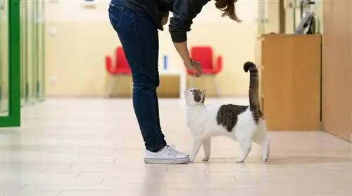Ako chrániť svoj byt mačkami: 15 tipov schválených veterinárom