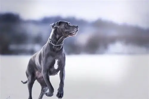 Hoe snel is een Duitse dog? Gemiddelde snelheid & Rasvergelijking