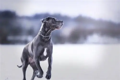 Quelle est la vitesse d'un Dogue Allemand ? Vitesse moyenne & Comparaison des races