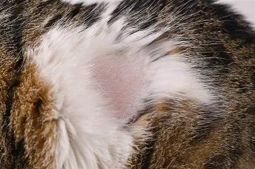 Moja mačka gubi dlaku: Uzroci & znakova (odgovor veterinara)