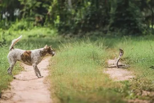 Kako naučiti svog psa da izbjegava zmije: Trening odbojnosti & Savjeti