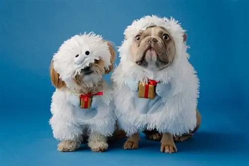 10 Լավագույն Սուրբ Ծննդյան գիշերազգեստ շների համար 2023 թվականին – Կարծիքներ & Լավագույն ընտրանքներ