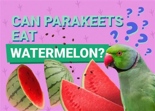 Могут ли попугаи есть арбуз? Факты, проверенные ветеринарами & Информация, которую вам нужно знать