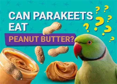 Voivatko papukaijat syödä maapähkinävoita? Eläinlääkärin arvioimat ravitsemustiedot, jotka sinun on tiedettävä