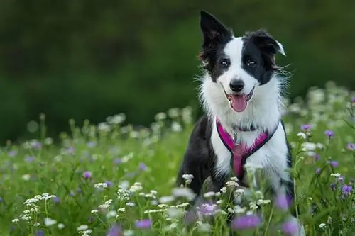 10 Dây nịt tốt nhất cho Border Collie năm 2023 – Nhận xét & Lựa chọn hàng đầu