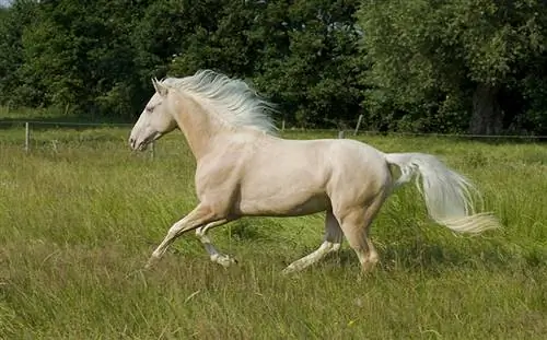 Кремелло (Перлино) Лошадь: факты, продолжительность жизни, поведение & Руководство по уходу (с иллюстрациями)