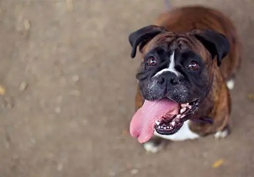 Wat is een normale ademhalingsfrequentie van een hond? Door dierenartsen beoordeelde feiten