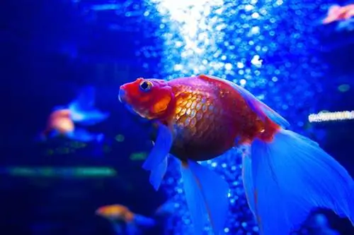 Behöver guldfiskar en luftpump? 5 sätt att berätta
