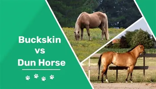 Buckskin vs Dun Horse: Forskelle forklaret (med billeder)