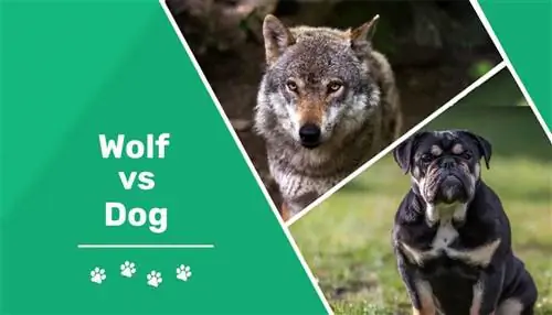 Wolf vs Dog: Differences Explained (Με εικόνες)