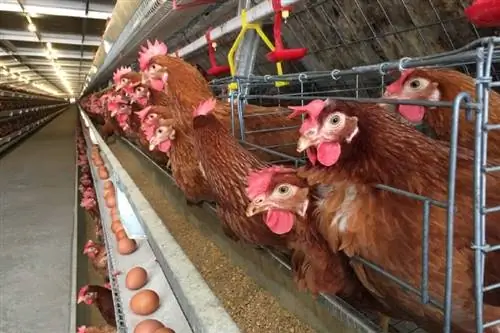 12 Gründe, warum Hühner keine Eier mehr legen + Lösungen