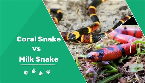 Коралова змия срещу млечна змия: обяснение на разликите (със снимки)
