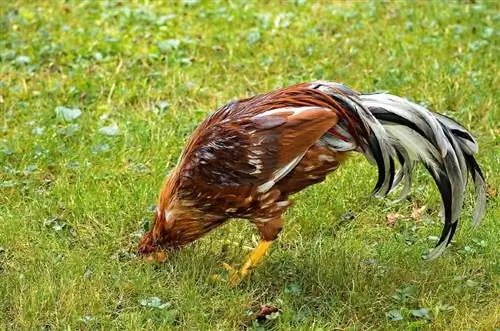 10 insectes et insectes que les poules adorent (avec photos)