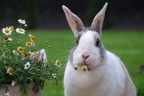 Els conills són rosegadors? Classificació explicada
