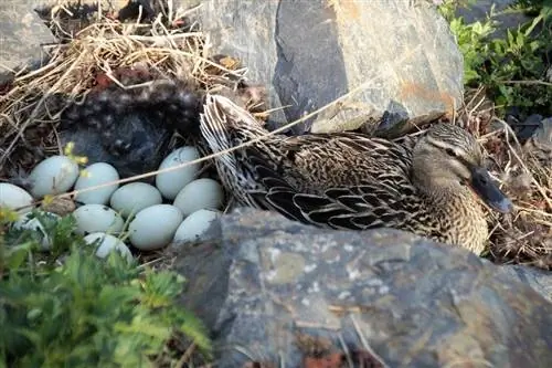 Jak często kaczki składają jaja? Ptasie Fakty & Często zadawane pytania