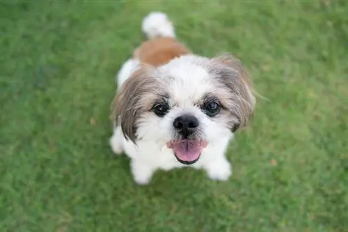 Bir Shih Tzu Neden Horlar? 10 Veteriner Gözden Geçirme Nedeni