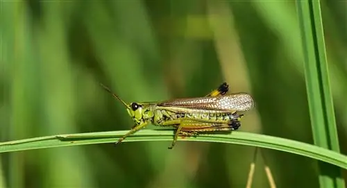 ছবি