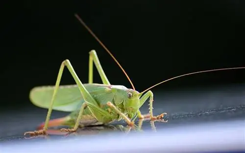 Le cavallette sono ottimi animali da compagnia? Fatti & Domande frequenti