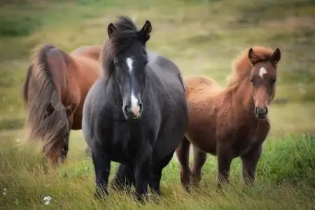 8 Meilleurs vermifuges pour chevaux de 2023 – Avis &