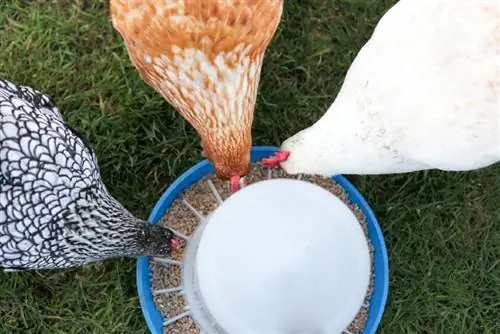 7 DIY Chicken Waterer & Feeders You Can Make (nrog duab)
